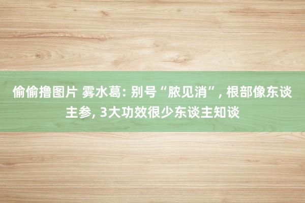 偷偷撸图片 雾水葛: 别号“脓见消”, 根部像东谈主参, 3大功效很少东谈主知谈