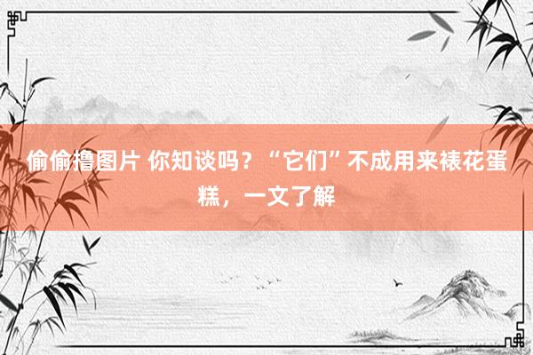 偷偷撸图片 你知谈吗？“它们”不成用来裱花蛋糕，一文了解